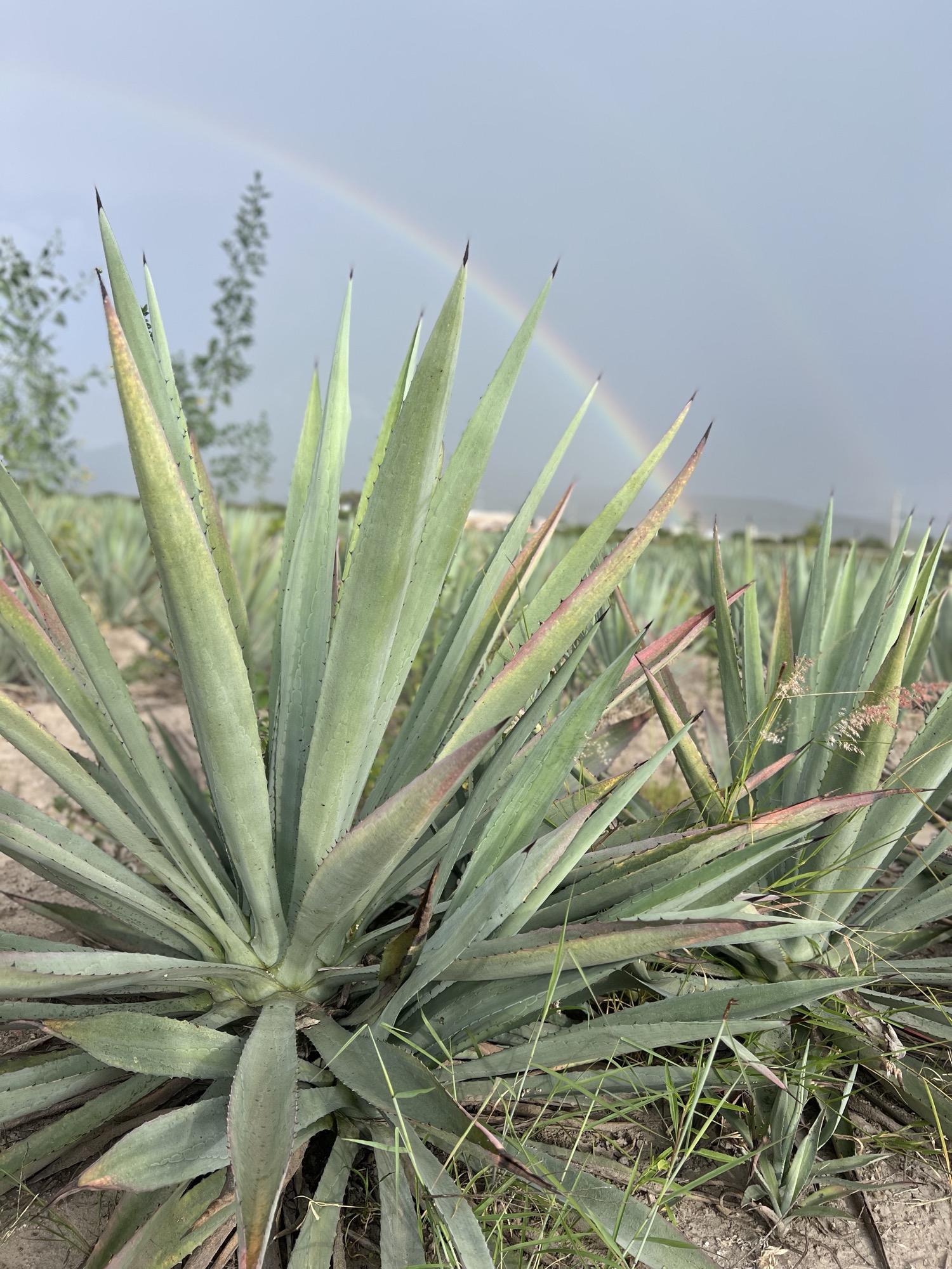 Agave Espadín en campo oaxaqueño con un arcoíris al fondo