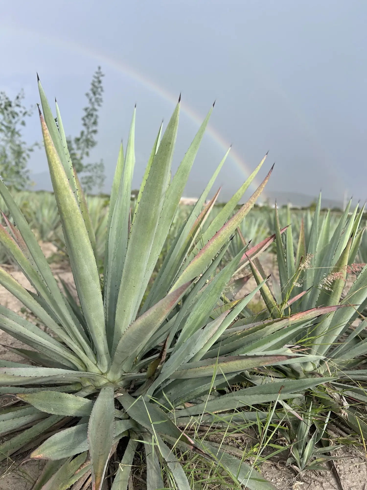 Agave Espadín en campo oaxaqueño con un arcoíris al fondo